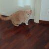 FLUTE - Femmina - 9 anni (nata a maggio 2016)  - Razza: British Shorthair  - Carattere: buona, socievole, tranquilla   Foto 2